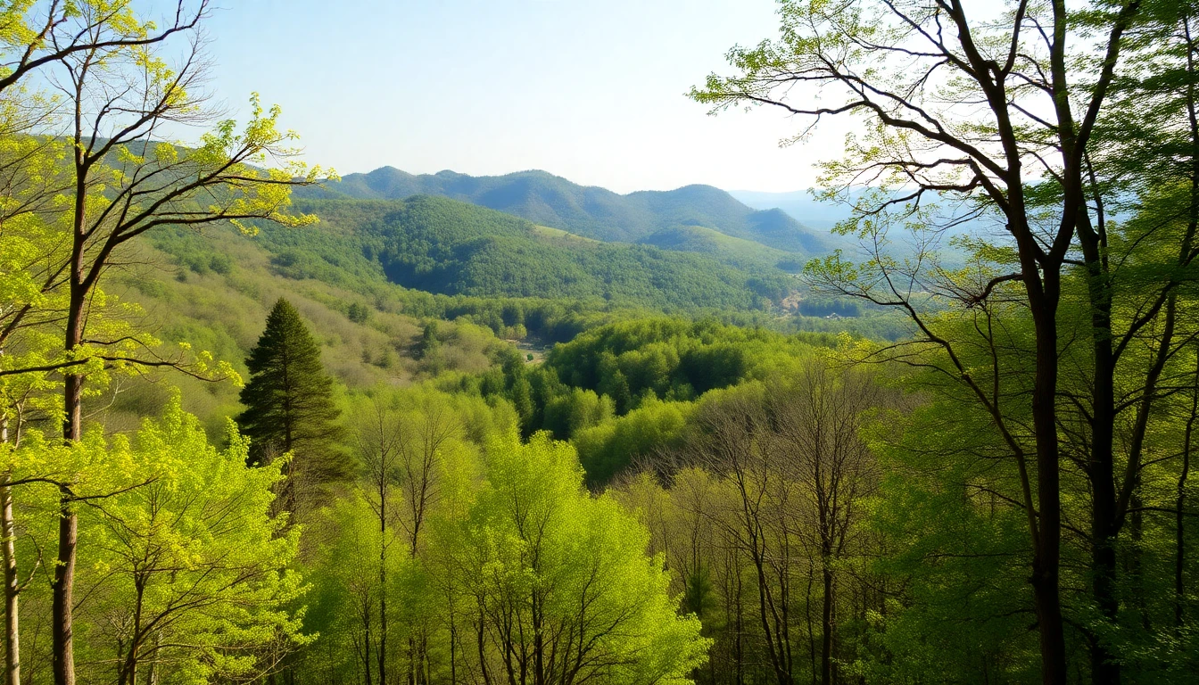 Temperate forest with changing seasons