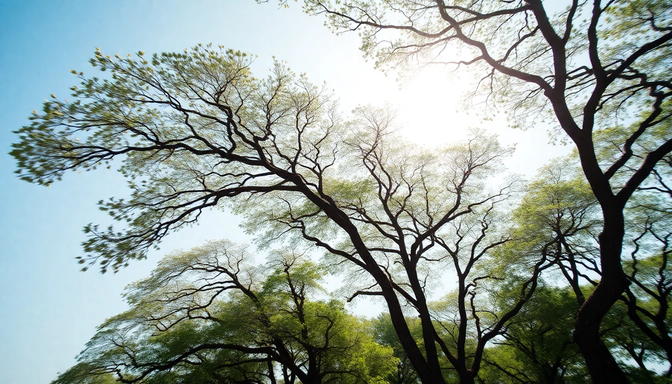 Trees bending in strong wind